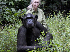 Jane Goodall 32