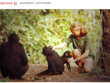 Jane Goodall 36