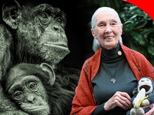 Jane Goodall 42