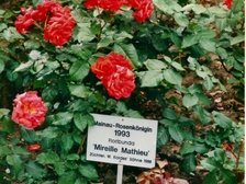 Karin Herdlitschka 248