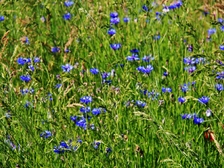 Karin Herdlitschka 640