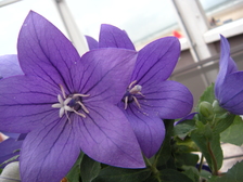 Königin Elizabeth Windsor 18
