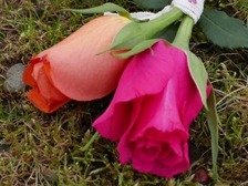 Laura Nestorovic Cvijic 255