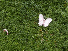 Laura Nestorovic Cvijic 256