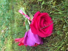 Laura Nestorovic Cvijic 272