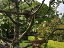 Laura Nestorovic Cvijic 281