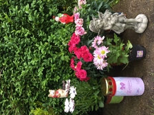 Laura Nestorovic Cvijic 311