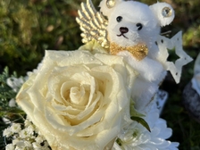 Laura Nestorovic Cvijic 768