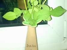 Leon Alexander Krause 36