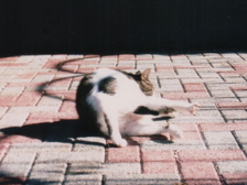 Margarete Hühnerbach 33