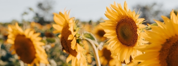 Stimmungsbild-Mario-Toniutti-1