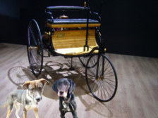 Mercedes Jellinek 83