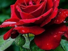 Mohammed Malekzadeh-Mehrizi 35