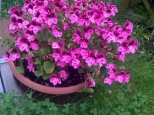 Ramona und Sabrina Reichart 1