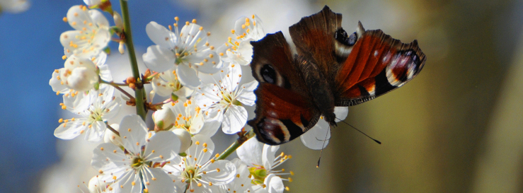 Stimmungsbild-Ronny-Krell-901