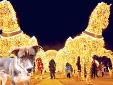 Terroranschlag Magdeburg Weihnachtsmarkt 120