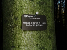 Verena Gronau 4