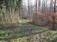 Verena Gronau 8