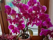 Veronika Schoenle 10