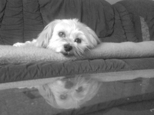 Waltraud Irene Koch 5